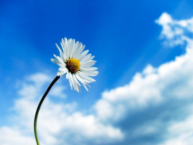 sky-flower